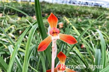 春蘭 蘭裕園 Ranyuen