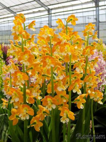 エビネ 蘭裕園 Ranyuen