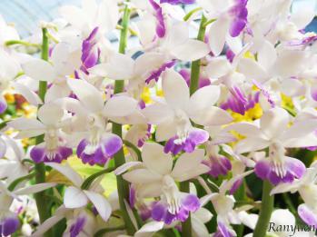 Calanthe Ranyuen