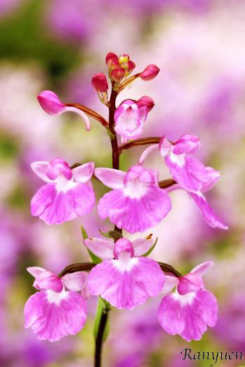 アワチドリ・夢ちどり 蘭裕園 Ranyuen