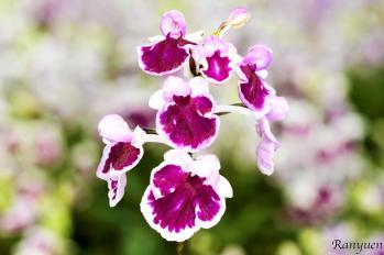 アワチドリ・夢ちどり 蘭裕園 Ranyuen