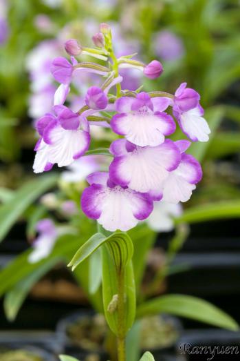 アワチドリ・夢ちどり 蘭裕園 Ranyuen