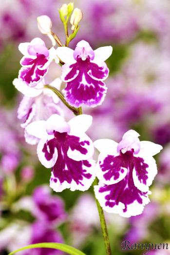 アワチドリ・夢ちどり 蘭裕園 Ranyuen