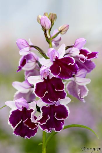 アワチドリ・夢ちどり 蘭裕園 Ranyuen