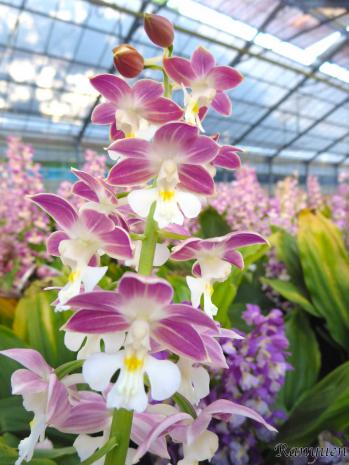 エビネ 蘭裕園 Ranyuen