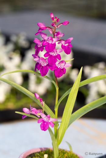 アワチドリ・夢ちどり 蘭裕園 Ranyuen