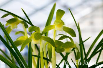 春蘭 蘭裕園 Ranyuen