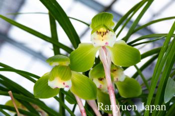 春蘭 蘭裕園 Ranyuen