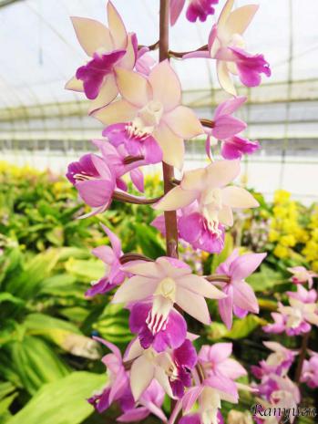 エビネ 蘭裕園 Ranyuen