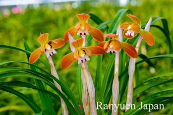 春蘭 蘭裕園 Ranyuen