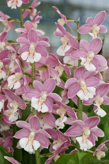 エビネ 蘭裕園 Ranyuen