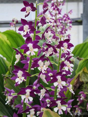 エビネ 蘭裕園 Ranyuen