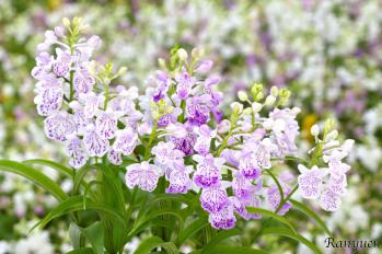 アワチドリ・夢ちどり 蘭裕園 Ranyuen
