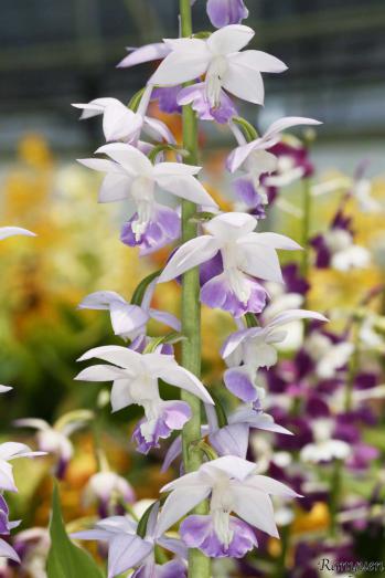 エビネ 蘭裕園 Ranyuen