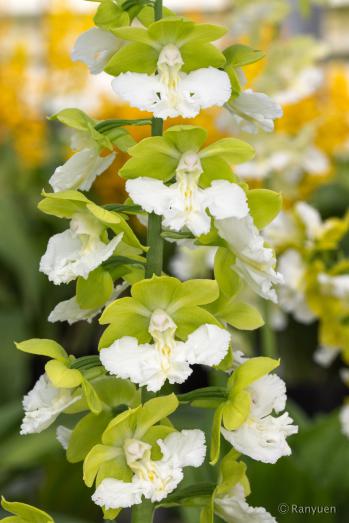 エビネ 蘭裕園 Ranyuen