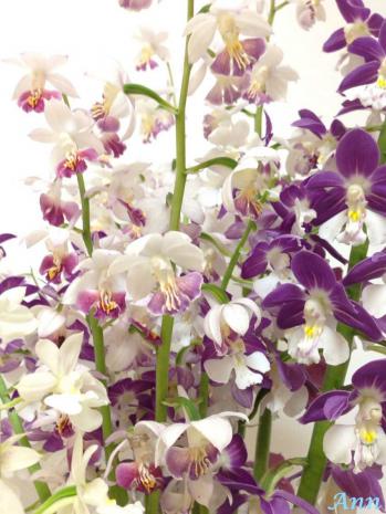 蘭裕園スタイル 蘭裕園 Ranyuen