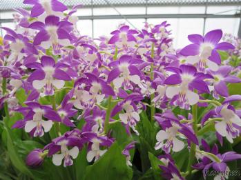 エビネ 蘭裕園 Ranyuen