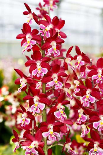 エビネ 蘭裕園 Ranyuen