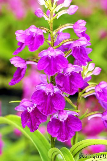 アワチドリ・夢ちどり 蘭裕園 Ranyuen