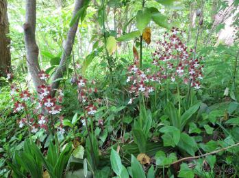 ジエビネ 蘭裕園 Ranyuen