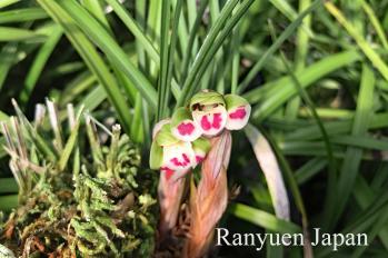 春蘭 蘭裕園 Ranyuen