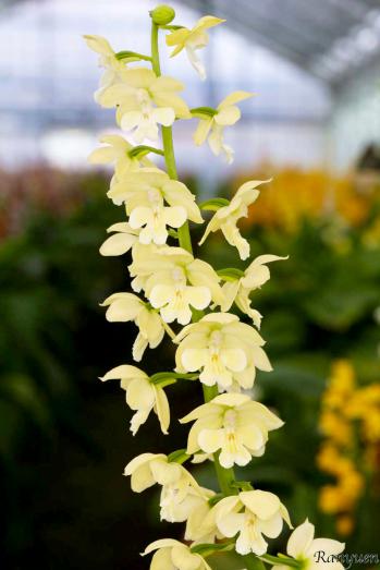 エビネ 蘭裕園 Ranyuen