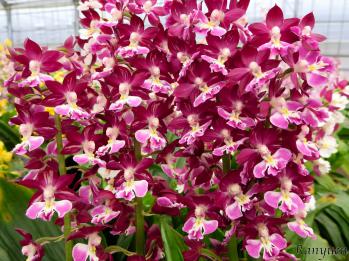 エビネ 蘭裕園 Ranyuen