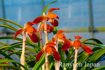 春蘭 蘭裕園 Ranyuen