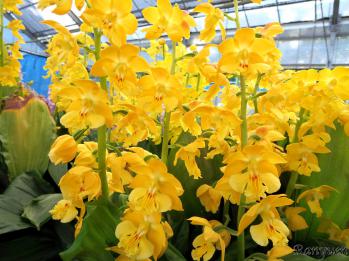 エビネ 蘭裕園 Ranyuen