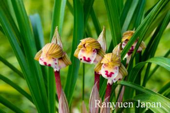 春蘭 蘭裕園 Ranyuen