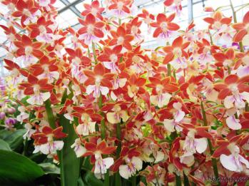 エビネ 蘭裕園 Ranyuen