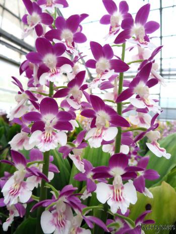 エビネ 蘭裕園 Ranyuen