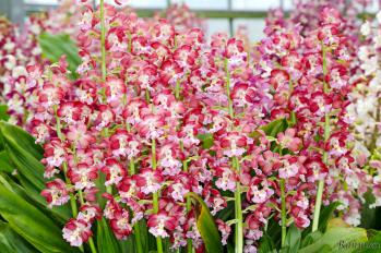 エビネ 蘭裕園 Ranyuen