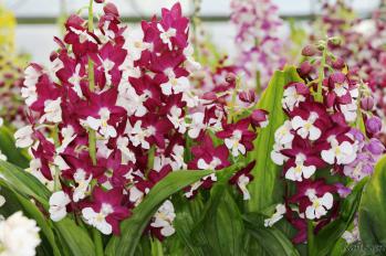 エビネ 蘭裕園 Ranyuen