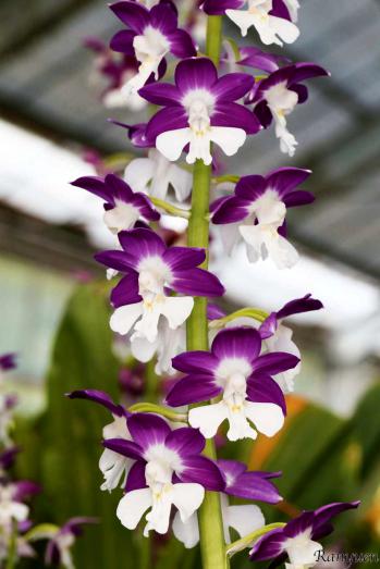 エビネ 蘭裕園 Ranyuen