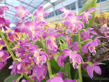 エビネ 蘭裕園 Ranyuen