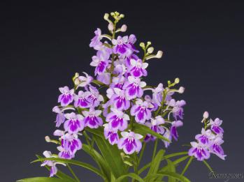 アワチドリ・夢ちどり 蘭裕園 Ranyuen