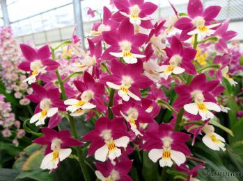 エビネ 蘭裕園 Ranyuen