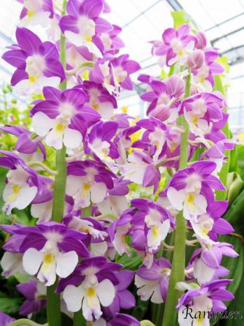 エビネ 蘭裕園 Ranyuen