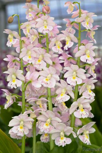 エビネ 蘭裕園 Ranyuen