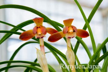 春蘭 蘭裕園 Ranyuen