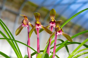 春蘭 蘭裕園 Ranyuen