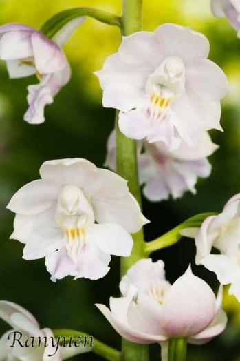 Calanthe Ranyuen