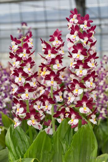 エビネ 蘭裕園 Ranyuen