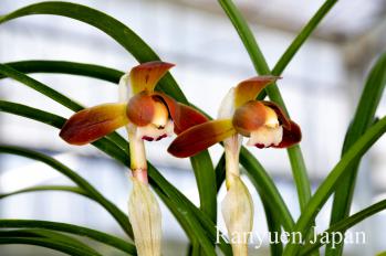 Cymbidium goeringii Ranyuen