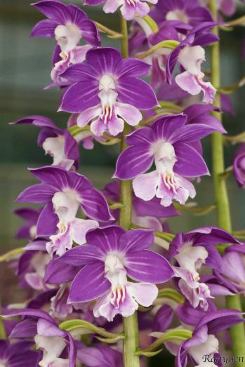 エビネ 蘭裕園 Ranyuen