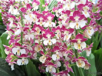 エビネ 蘭裕園 Ranyuen