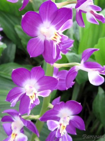 エビネ 蘭裕園 Ranyuen