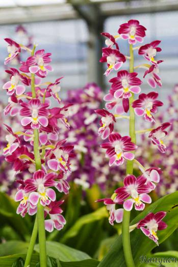 エビネ 蘭裕園 Ranyuen