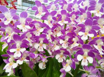 エビネ 蘭裕園 Ranyuen